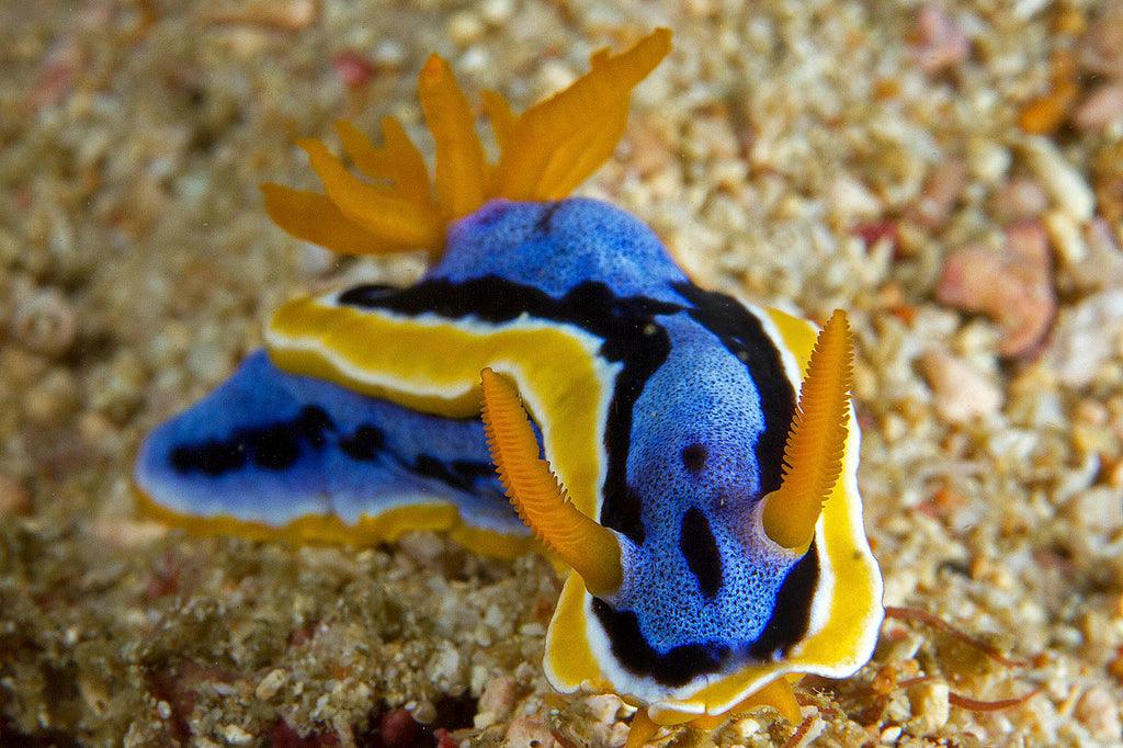 Anna’s Chromodoris