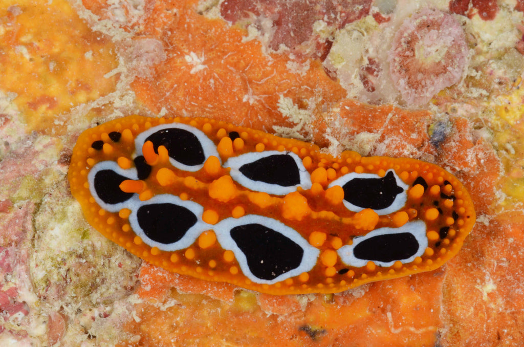 Ocellated Wart Slug