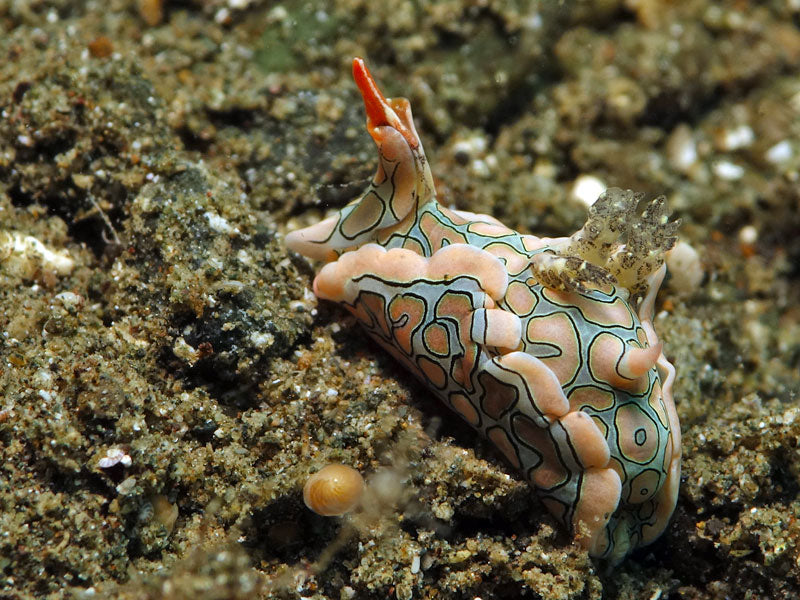 Psychedelic Batwing Slug