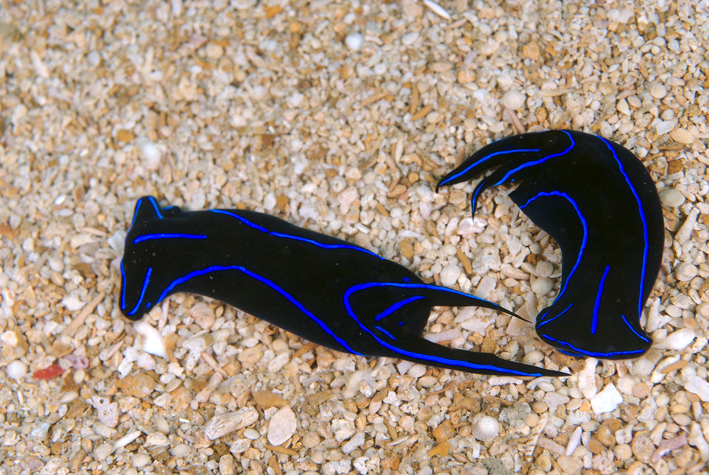 Hammerhead Sea Slug