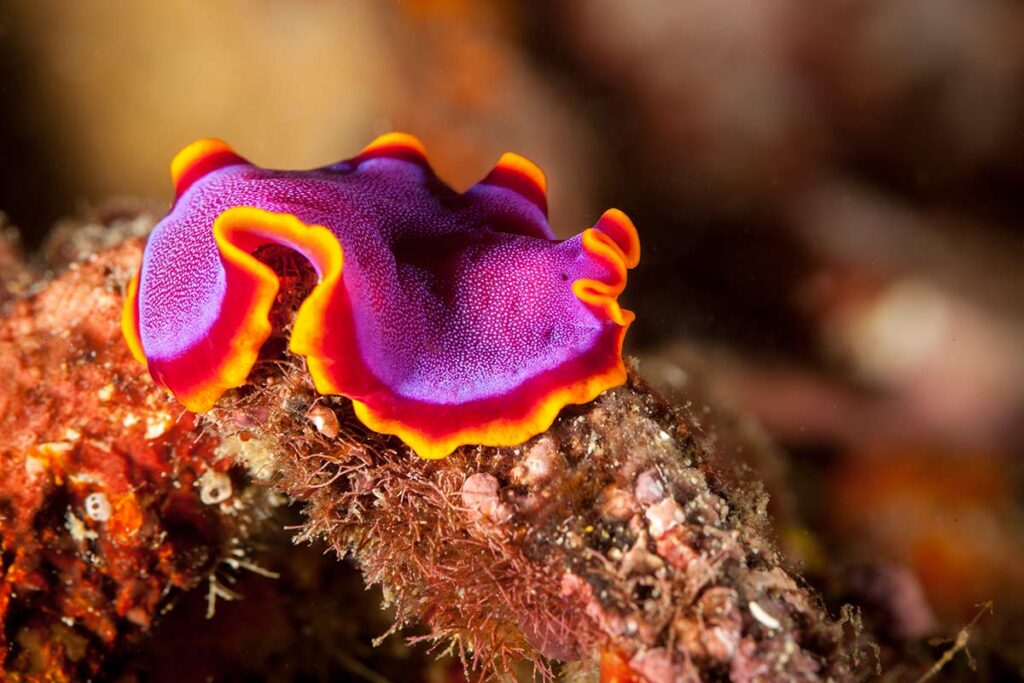 Fuchsia Flatworm