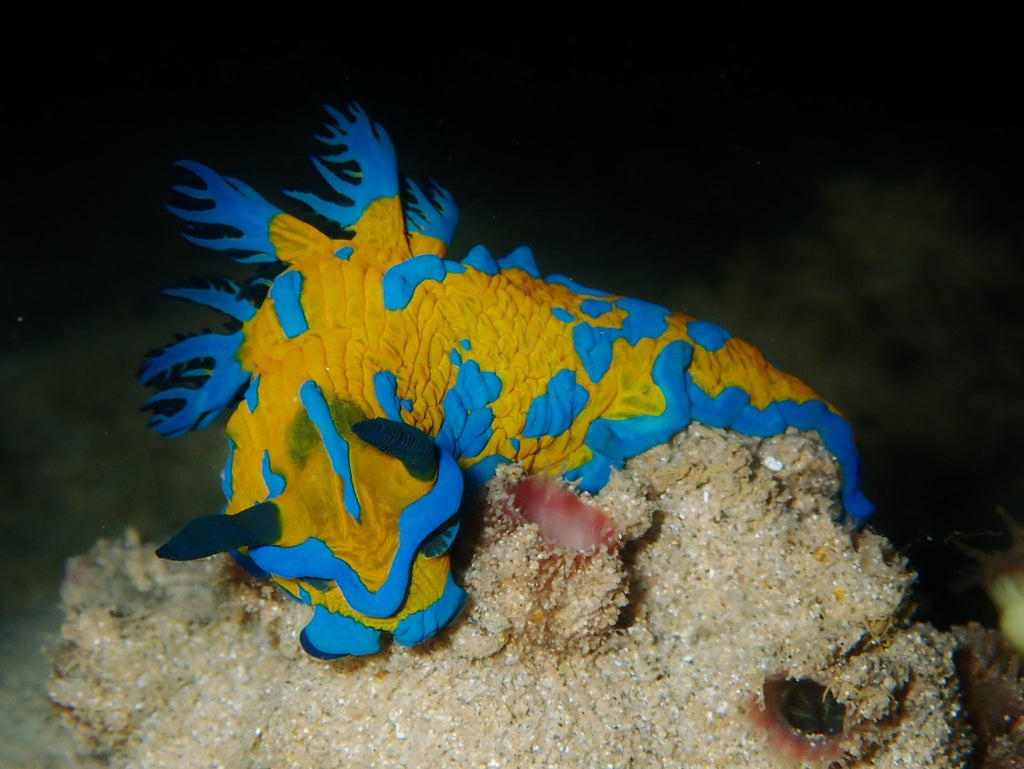 Verco’s Nudibranch