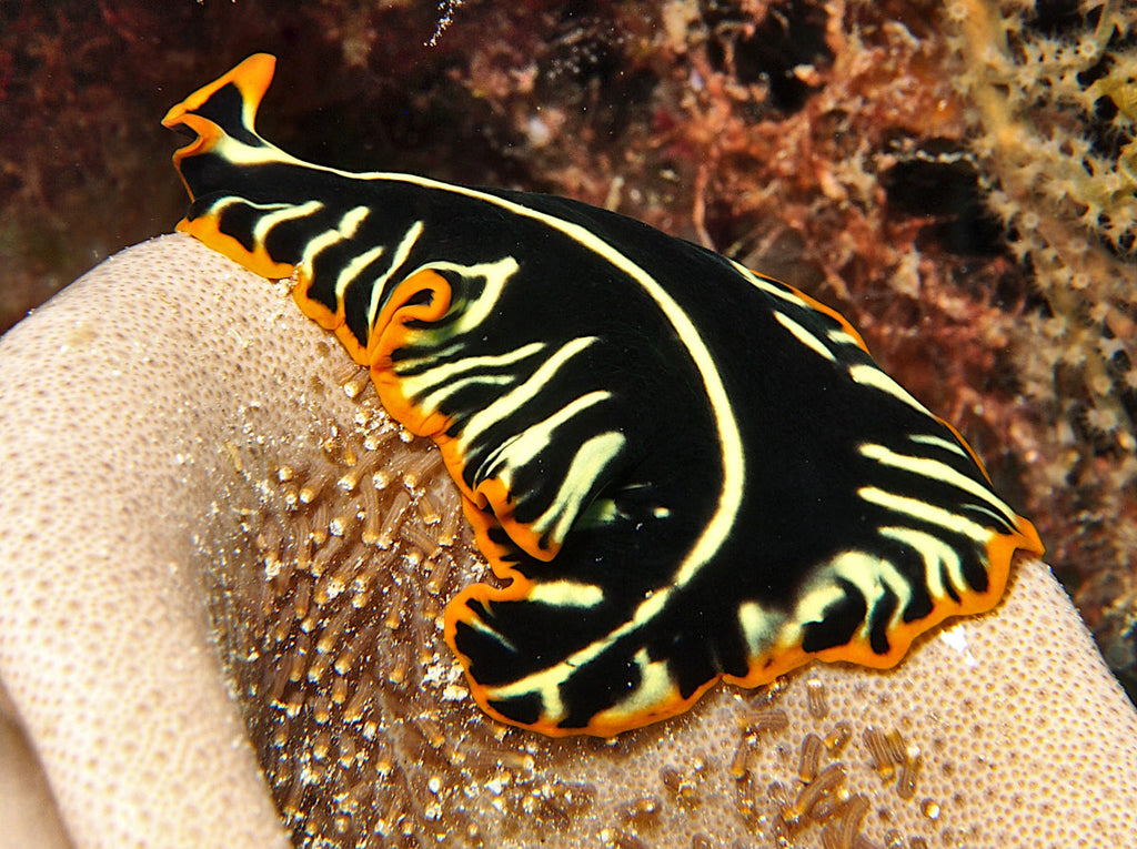 Tiger Flatworm