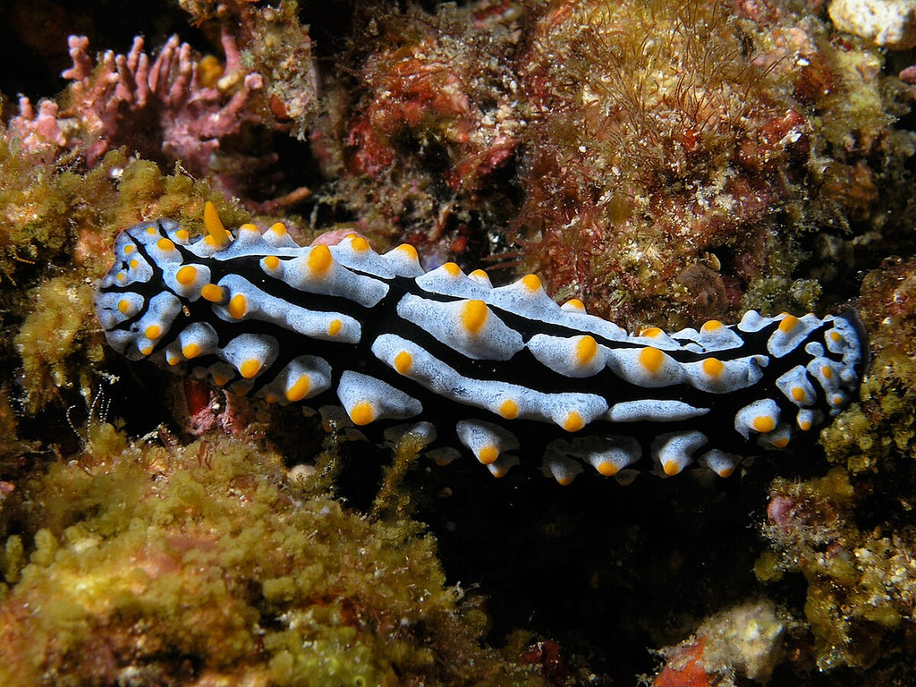 Scrambled-Egg Nudibranch